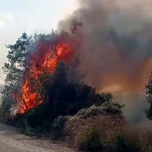 adanada orman yangini cikti ZLWWpgm1