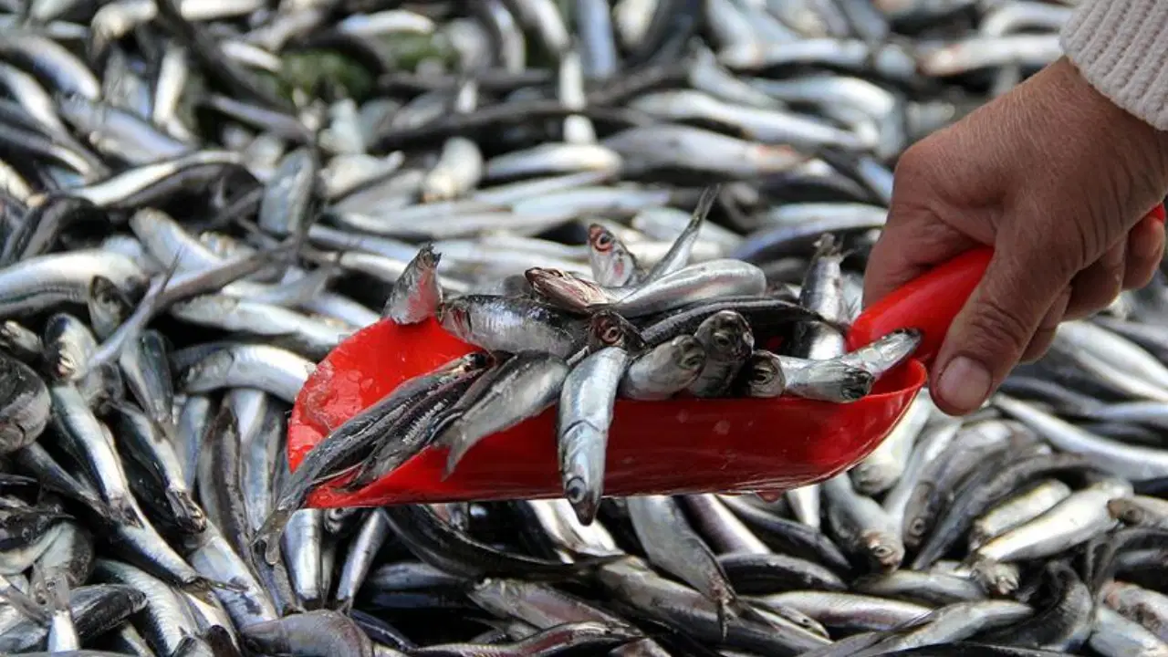 hamsi trabzonda tezgaha dustu mezgit ve istavritle ayni fiyata satiliyor c8cHjR2C