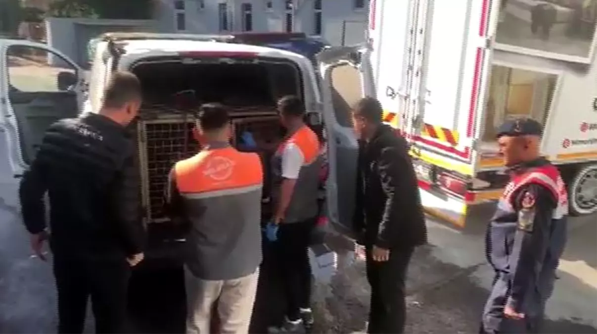 kayseride kopek dovusu operasyonu 13 kisi sucustu yakalandi yfSrfpb6.jpg