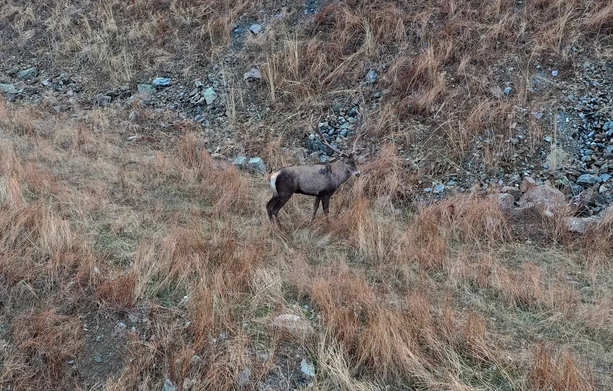 kizil geyikler hanonunde dronla goruntulendi xeEZR2UM.jpg
