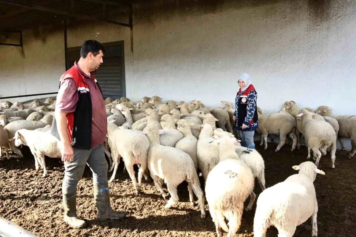 aliagada damizlik koyun uretim merkezi projesi tamamlandi ULbAbkqt.jpg