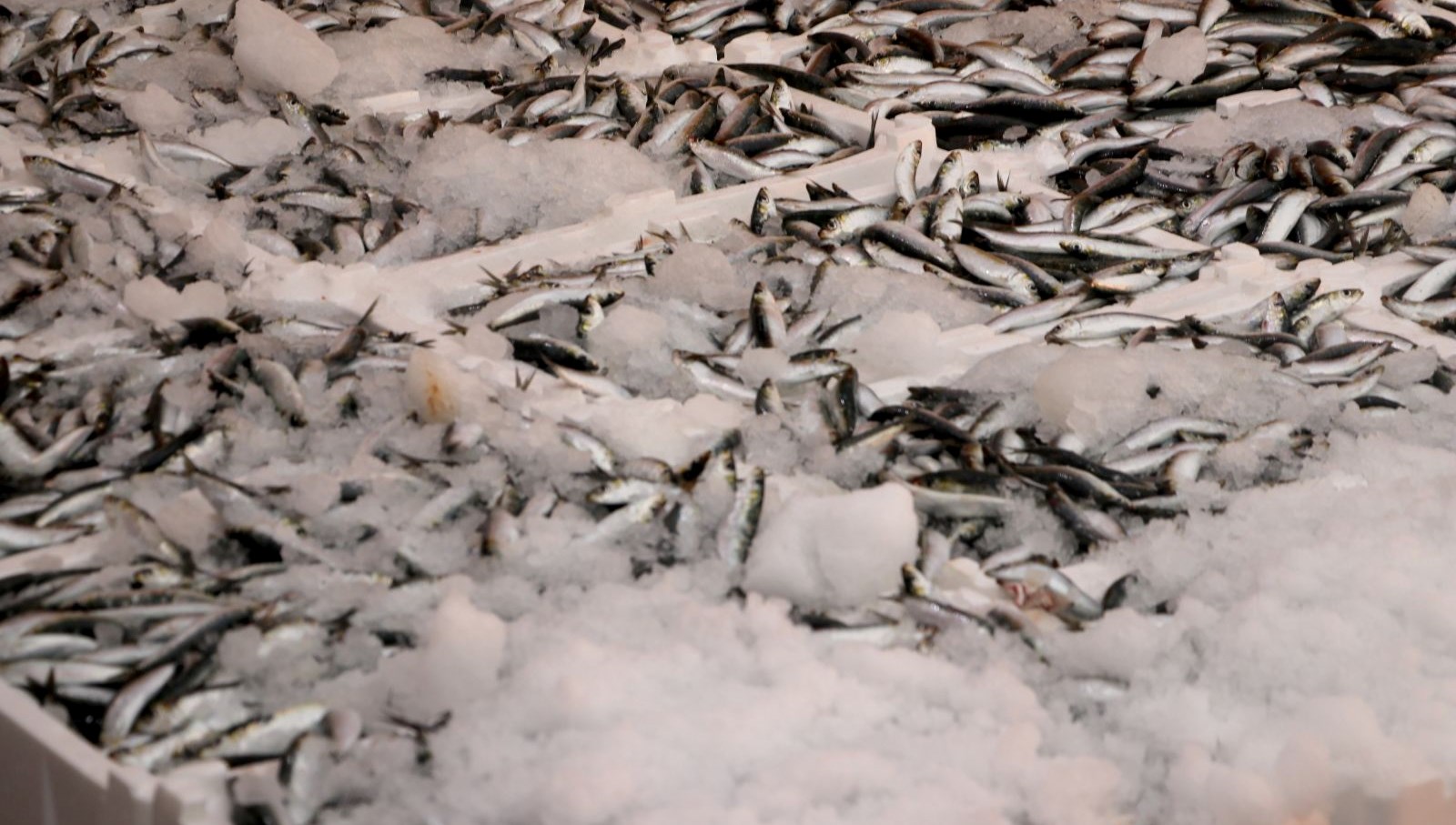 hamsi ve sardalya bollugu balikcilarin yuzunu guldurdu 38tx6Pu3.jpg