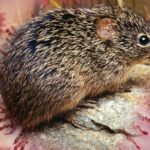 hantavirus-isvicreye-kadar-ulasti-bir-vaka-daha-dogrulandi-wQNljRIW