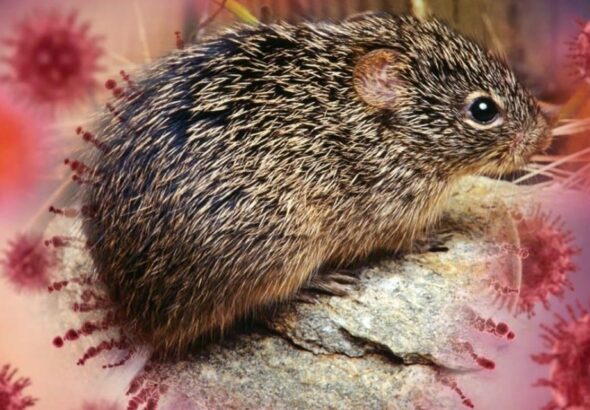 hantavirus-isvicreye-kadar-ulasti-bir-vaka-daha-dogrulandi-wQNljRIW