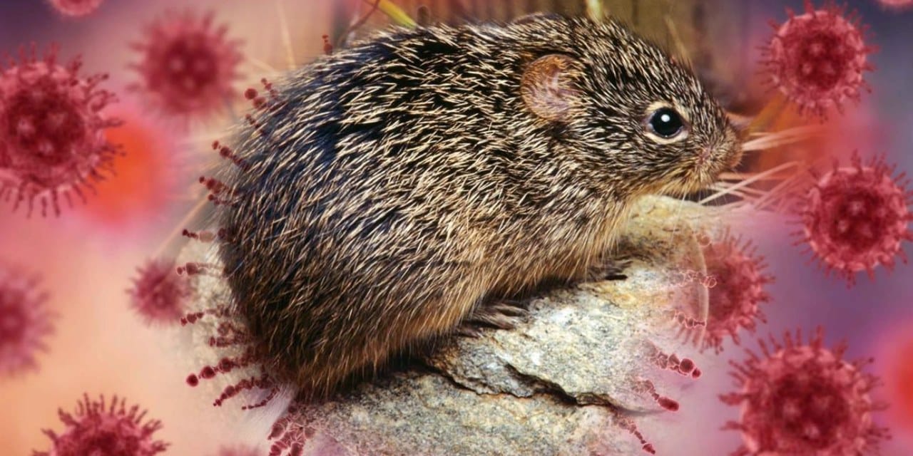 hantavirus-isvicreye-kadar-ulasti-bir-vaka-daha-dogrulandi-wQNljRIW