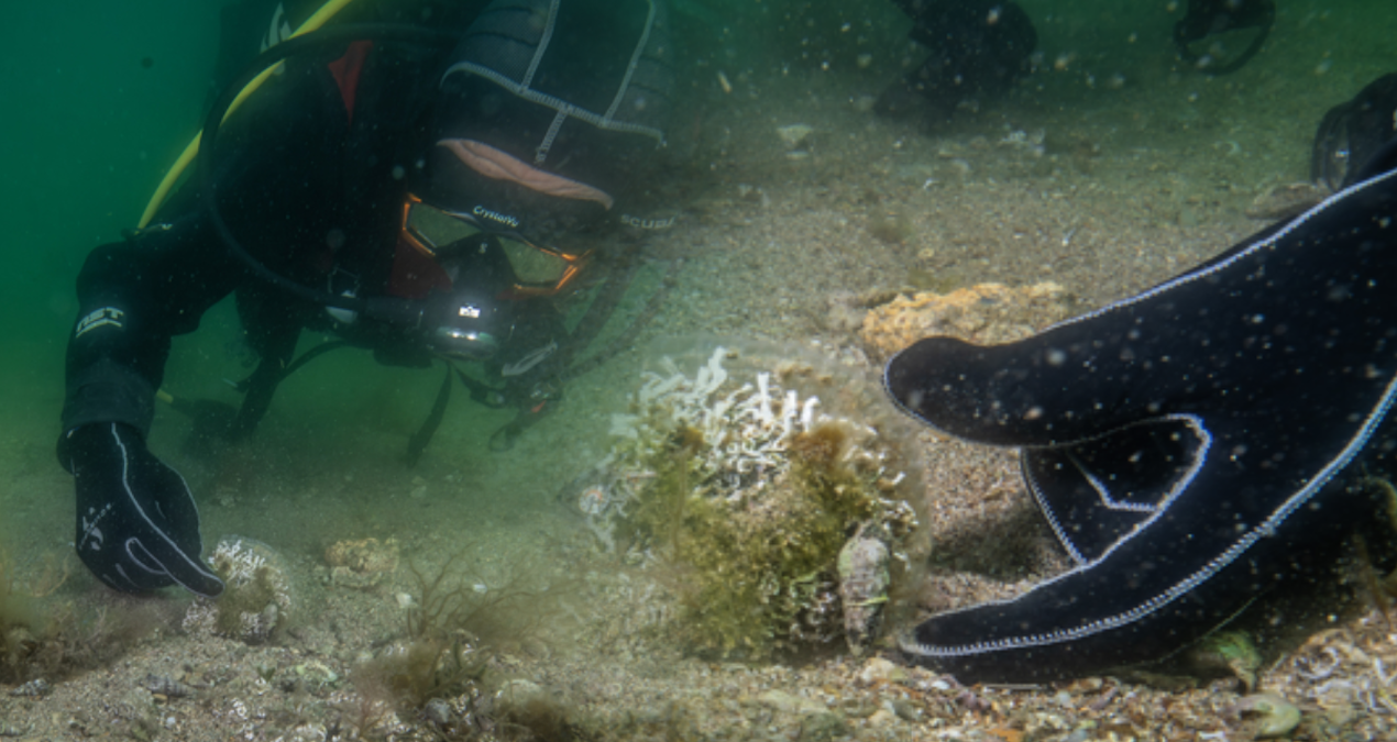 Tuzla’da Keşfedilen Pina Popülasyonu, Marmara Denizi için Umut Işığı