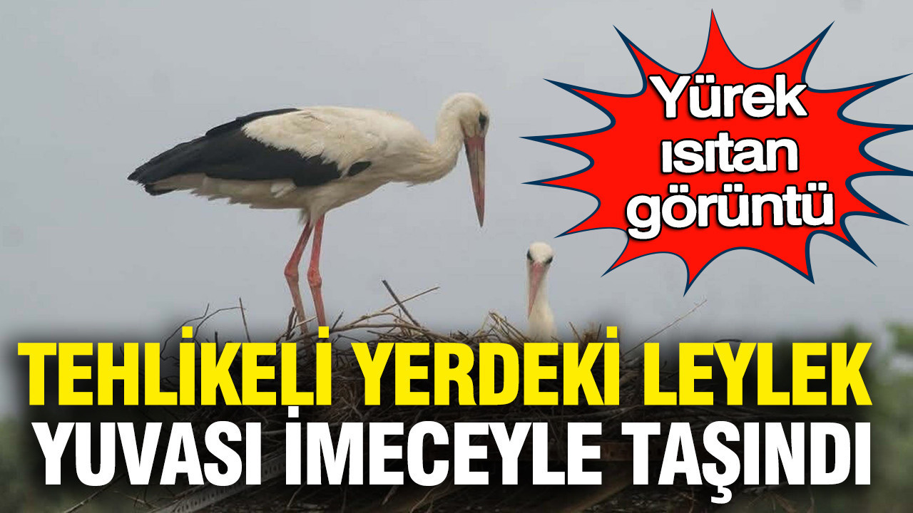 Leyleklerin Hayatı Kurtarıldı: Tehlikeli Yuva İmeceyle Taşındı